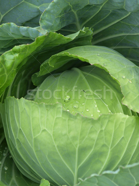 Kopf frischen Kohl Ball Fett Landwirtschaft Stock foto © jakgree_inkliang