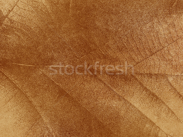 Sécher feuille grunge papier texture Photo stock © jakgree_inkliang