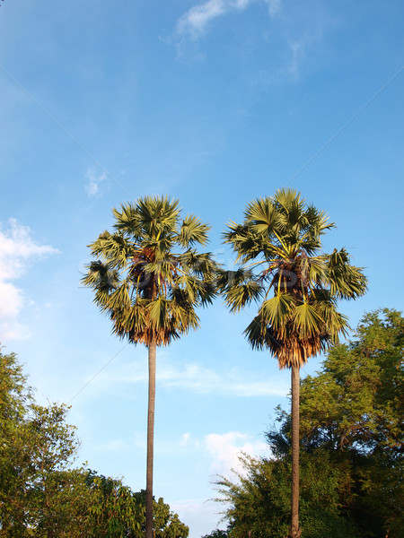 üç tropikal palmiye ağaçları mavi gökyüzü yaprak mavi Stok fotoğraf © jakgree_inkliang