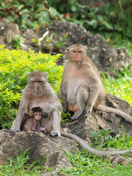 Monkey family (Macaca fascicularis) at khao wang ,Petchburi Thai Stock photo © jakgree_inkliang