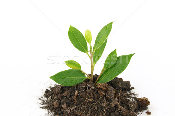 Frischen jungen Baum Blatt grünen Stock foto © jakgree_inkliang