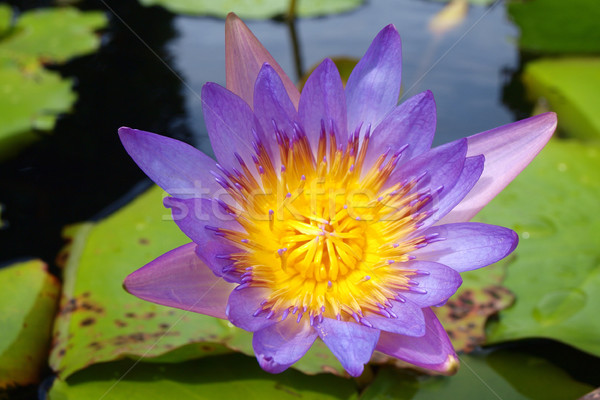 Blooming water lily  Stock photo © jakgree_inkliang