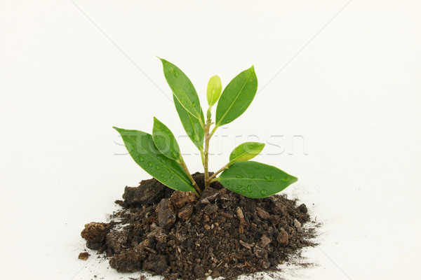 Frischen jungen Baum Blatt grünen Stock foto © jakgree_inkliang