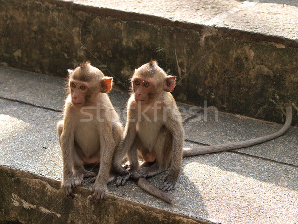 Stock photo: Monkey young (Macaca fascicularis) at khao wang ,Petchburi Thail
