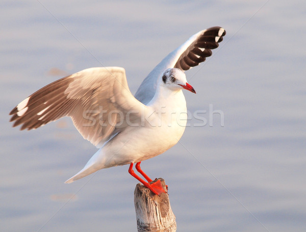 Möwe Natur Meer Hintergrund Sommer Raum Stock foto © jakgree_inkliang