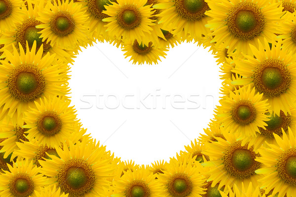 Schönen Sonnenblumen weiß Raum Herzform Blume Stock foto © jakgree_inkliang