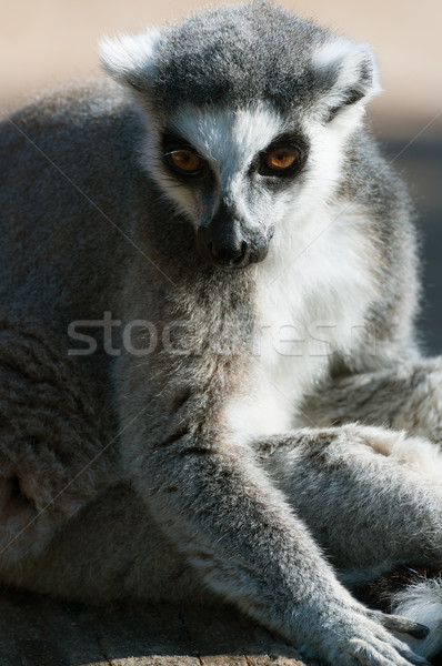 Ring-tailed Lemur Catta Stock photo © jamdesign