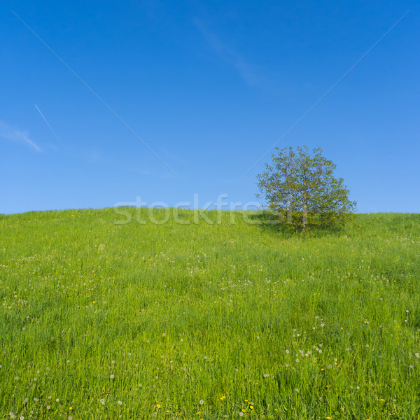 Meadow with Single Tree Stock photo © jamdesign