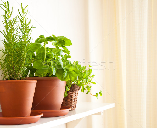 Alecrim manjericão de três ervas cozinha Foto stock © jamdesign