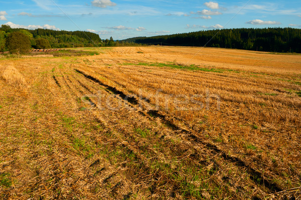 Mezőgazdasági mező vidéki táj kék ég Föld nyár Stock fotó © jamdesign