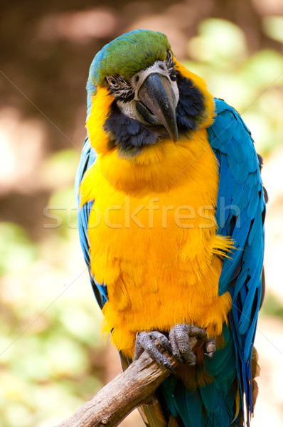 Stock photo: Blue-and-yellow Macaw 