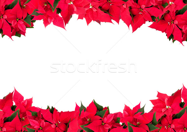 Weihnachten Rahmen Blumen grünen rot Anlage Stock foto © jamdesign