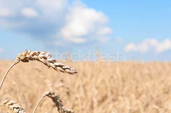 Kulaklar sarı mavi gökyüzü gökyüzü doğa Stok fotoğraf © jamdesign