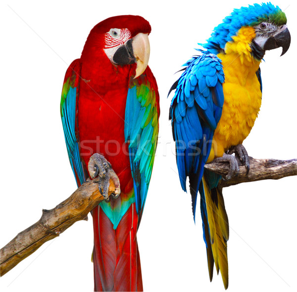 Foto stock: Papagaios · vermelho · verde · isolado · branco · natureza