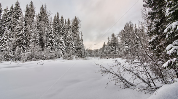 Floresta fresco cobertor neve árvore madeira Foto stock © jameswheeler