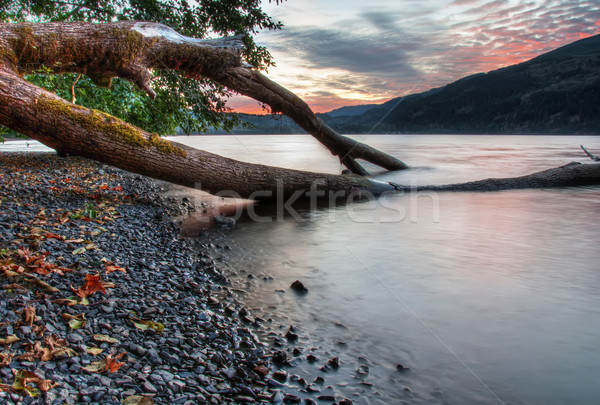 Foto d'archivio: Albero · crescita · lago · tramonto · shore · cielo