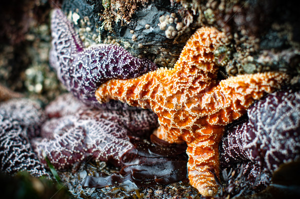 Lila egy narancs tengeri csillag közelkép négy Stock fotó © jameswheeler