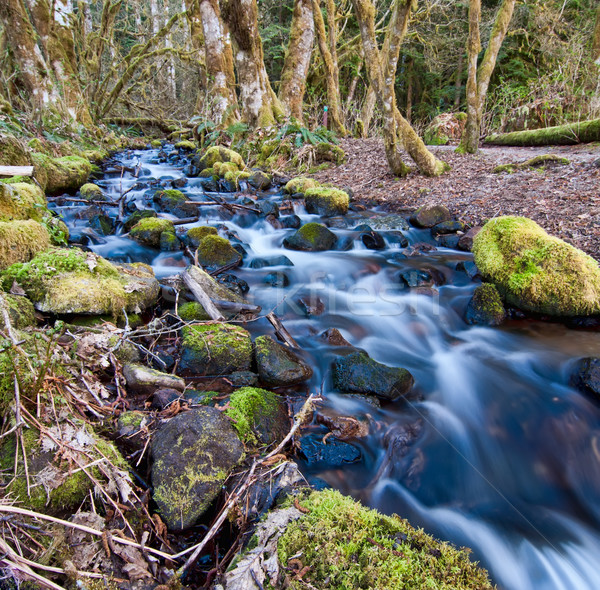 Flowing Stream With Mossy Rocks Stock photo © jameswheeler