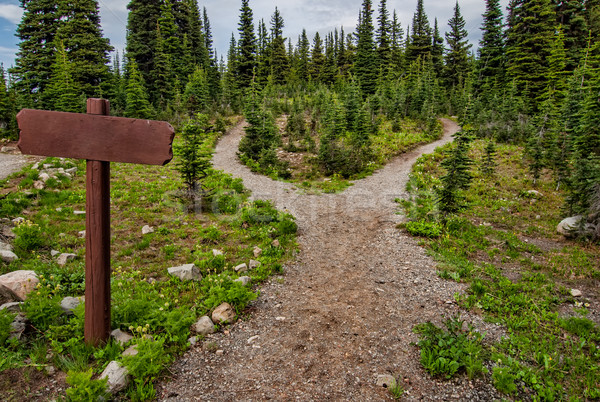 Kettő üres tábla mutat út erdő fa Stock fotó © jameswheeler