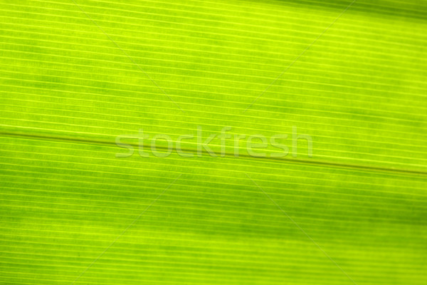 Green leaf Stock photo © janaka