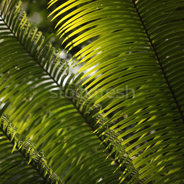 Green leaf Stock photo © janaka