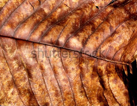Trocken Blatt Natur Textur abstrakten Stock foto © janaka