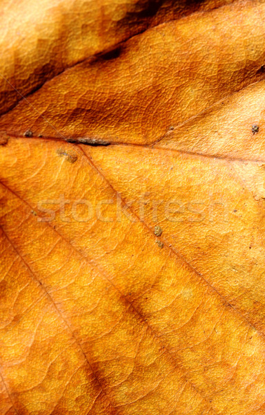 Dry Leaf Stock photo © janaka
