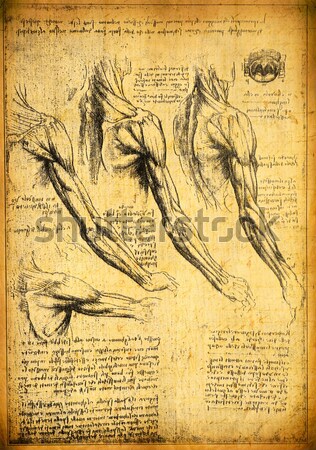 Anatomie alten Zeichnungen Papier Textur Stock foto © janaka