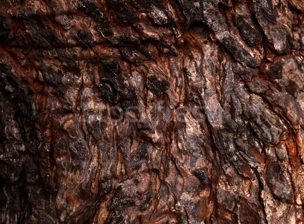 Tree trunk texture Stock photo © janaka