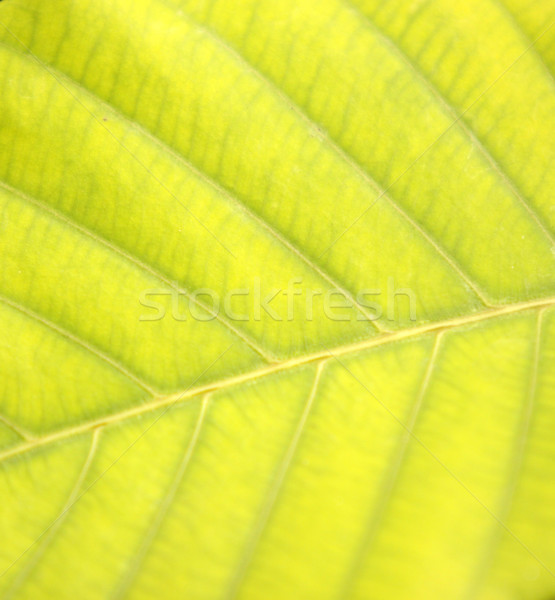 Green leaf Stock photo © janaka