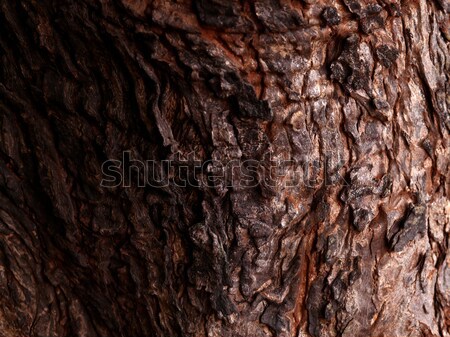 Boomstam textuur boom hout abstract Stockfoto © janaka