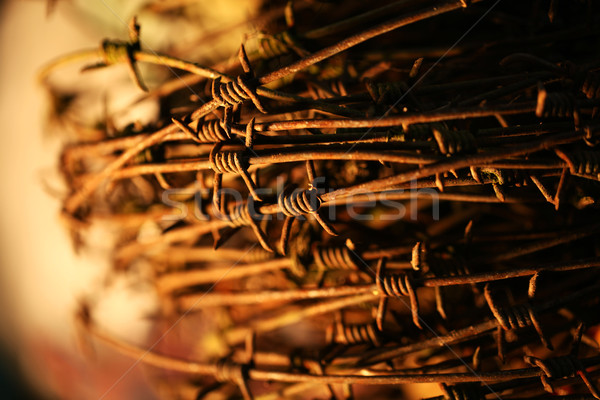 Twisted barb wire Stock photo © janaka