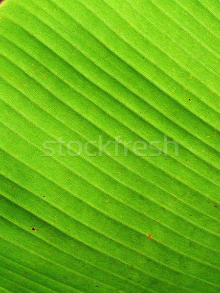 зеленый текстуры дерево весны Сток-фото © janaka
