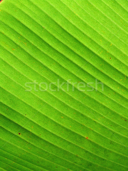 Green leave Stock photo © janaka