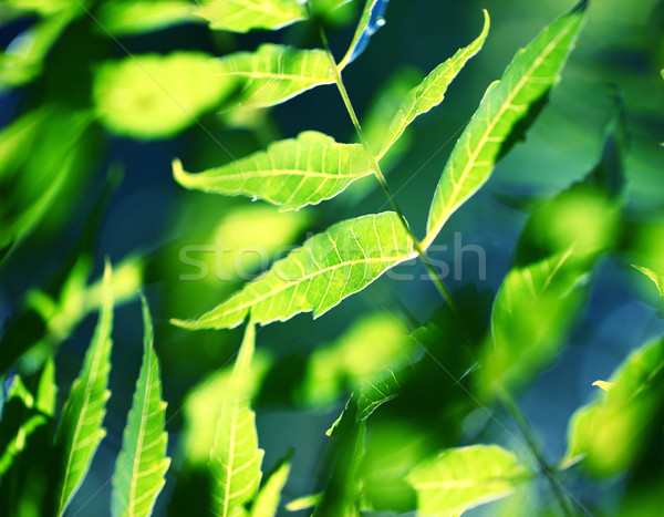 緑色の葉 テクスチャ 森林 葉 庭園 ストックフォト © janaka