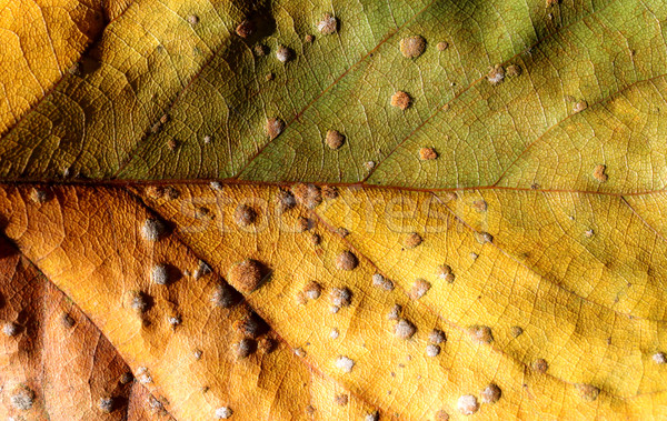 Trocken Blatt Natur Textur abstrakten Stock foto © janaka