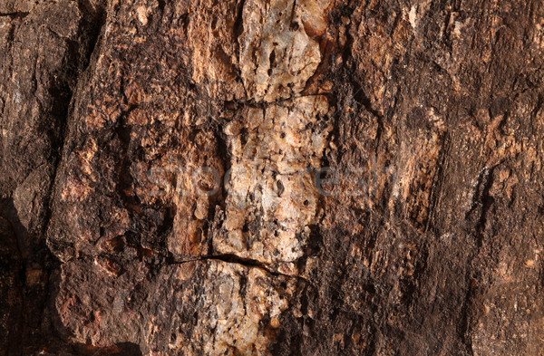 Tree trunk texture Stock photo © janaka