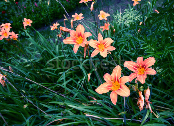 Blume erschossen Natur Blumen grünen Tulpe Stock foto © janaka