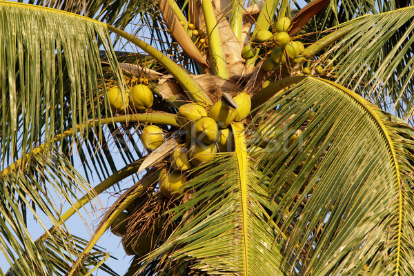 Coconut tree Stock photo © janaka