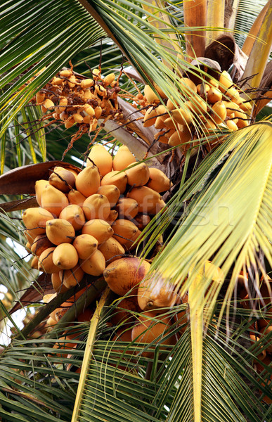 Coconut Tree Stock photo © janaka