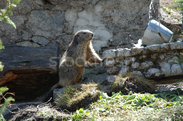 Marmot Stock photo © janhetman