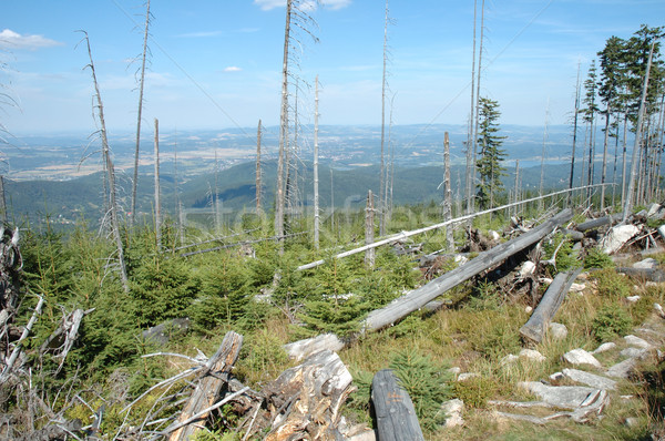 Withered trees on trail in Karkonosze mountains Stock photo © janhetman