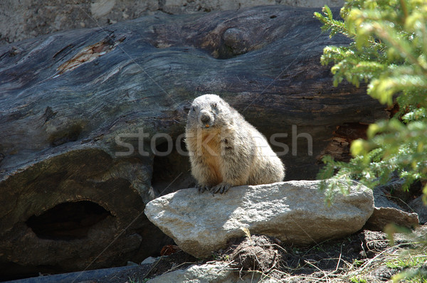 Marmot Stock photo © janhetman