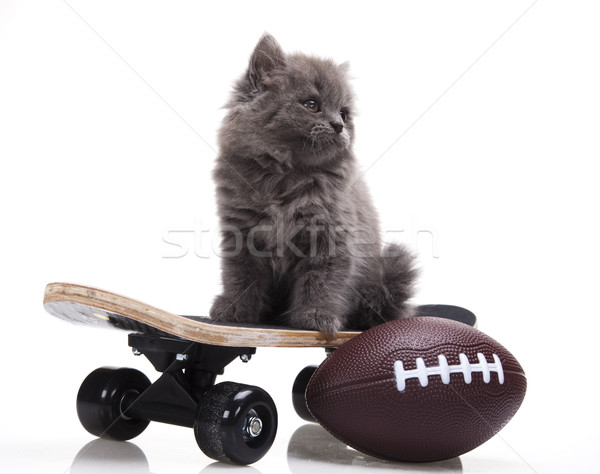 Skateboard, Little gray kitten, cute pet colorful theme Stock photo © JanPietruszka