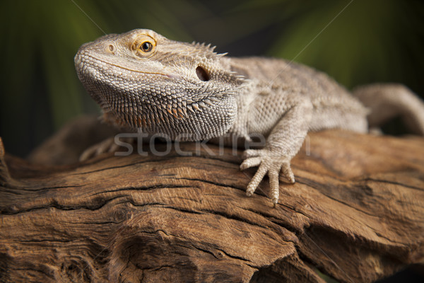 Lizard root, Bearded Dragon on green background Stock photo © JanPietruszka