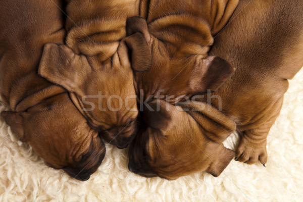 Dogs Stock photo © JanPietruszka