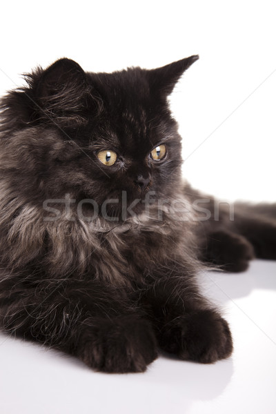 ストックフォト: 面白い · 子猫 · 眼 · 猫 · 動物 · 美しい