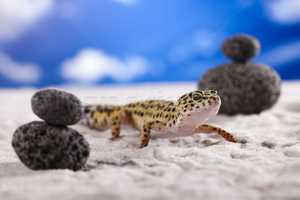 Pequeño geco reptil lagarto ojo caminando Foto stock © JanPietruszka