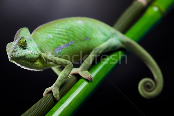 Zdjęcia stock: Jaszczurka · rodziny · Chameleon · krzyż · tle · portret