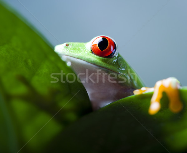 Red eye tree frog Stock photo © JanPietruszka